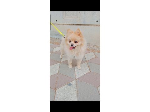 Pomeranian boo köpeği