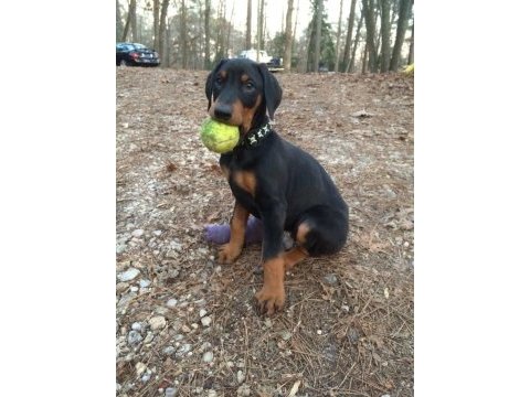 Sağlık ve ırk garanti doberman
