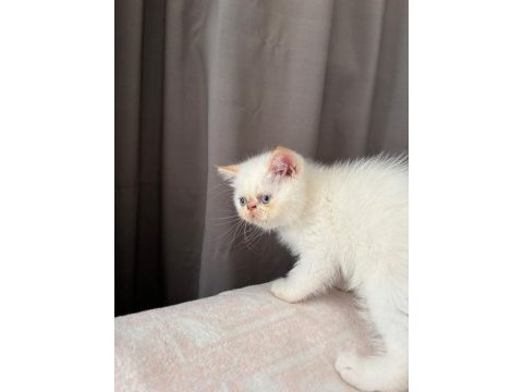 Show kalite ırk garantili bebek kedimiz