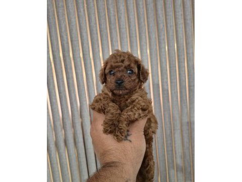 Orjinal yavru kore poodle