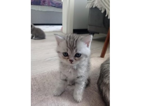 Silver british shorthair yavrular