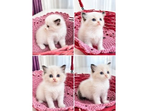Full şecereli ragdoll yavruları