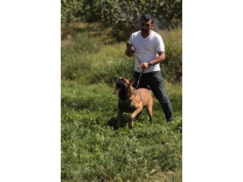 Kıf/fcı a şecereli malinois köpeklerimiz ailelerine hazır