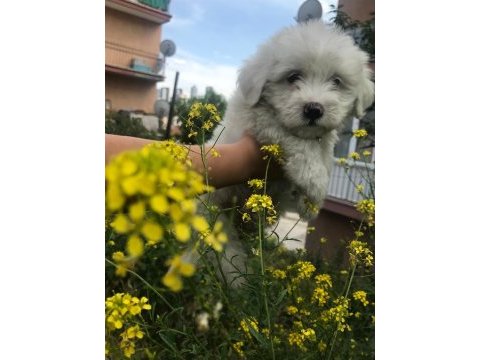 Maltipoo bebişler