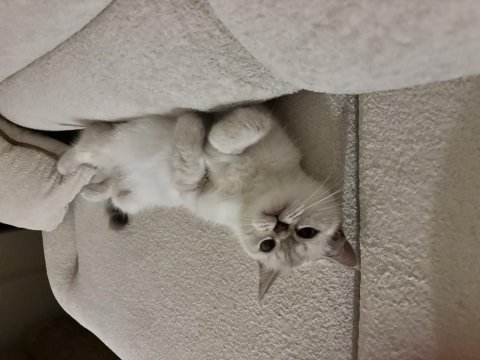 Evlendim eşimin alerji durumundan british shorthair