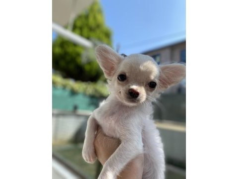 Dişi chihuahua beyaz yavru
