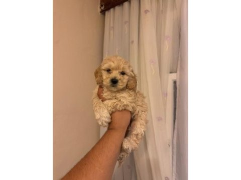 Maltipoo bebeklerimiz