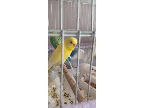 Envai çeşit muhabbet kuşu