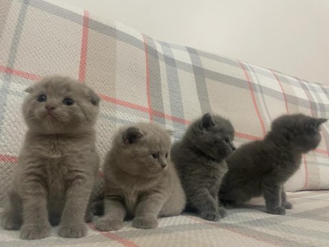 40 günlük safkan a kalite british shorthair yavrular
