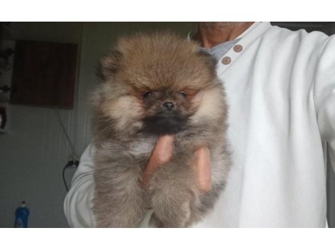 Orijinal pomeranian boo