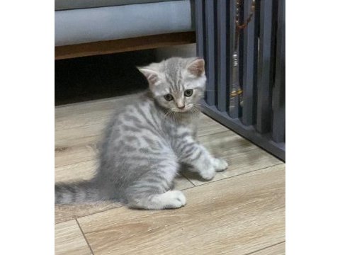 British shorthair 2 adet dişi yavru