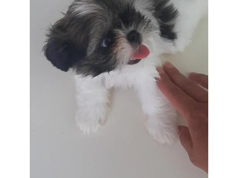Sahiplendirilicektir shih tzu