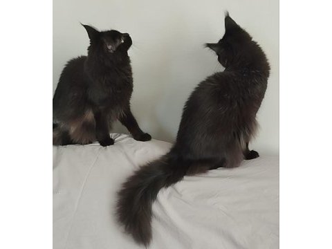 Wcf kayıtlı yetişkin erkek ve dişi maine coon