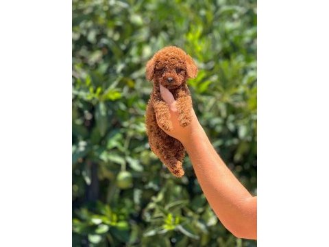Poodle pati ver sizler için burada