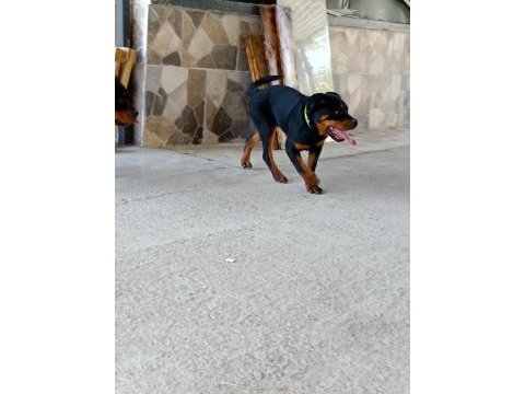İkiside 4 aylık dişi rottweiler bilgi için lütfen whatsapp
