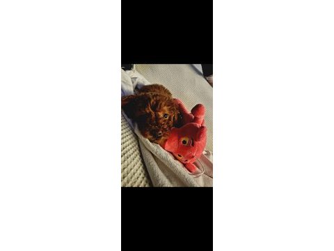 2 aylık orjinal toy poodle büyümeyen koyu kahverengi