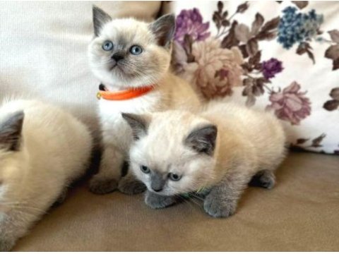 Kedi dünyasından renk renk brıtısh yavrular ankara