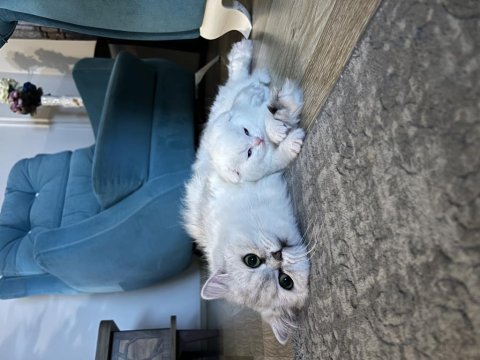 Yakışıklı scottish fold oğlan