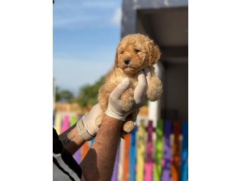 Maltipoo kapıda ödeme ve kredi kartı imkânı mevcuttur