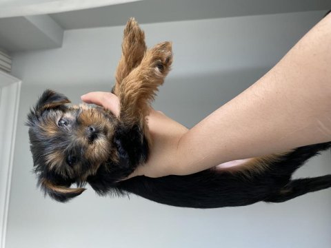 Yorkshire terrier köpeğimize yuva arıyoruz