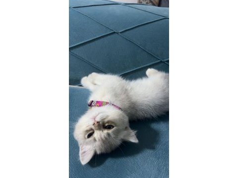 Güzel british shorthair yavrumuza sıcak ev arıyoruz