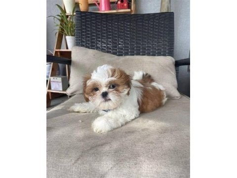 Mükemmel kalite shih tzu uygun isteyene