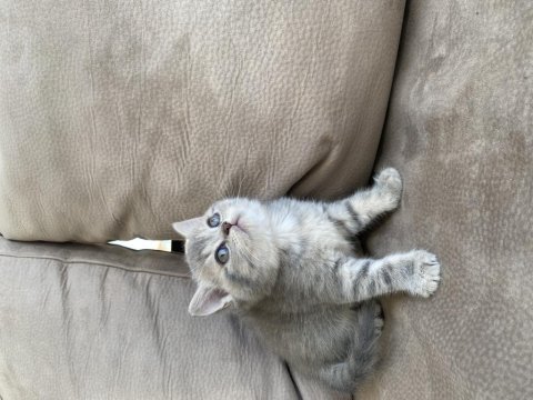 British shorthair yavrularımız
