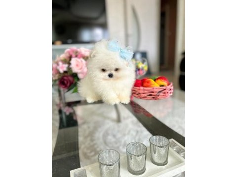 3 efsane sıfır burun pomeranian prensesler
