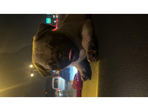 2 aylık pug gül kuyruk sıfır burun