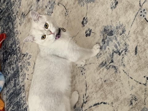 Çok acil satılık erkek 8 aylık british shorthair