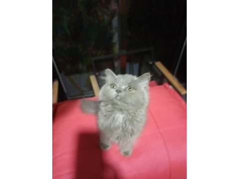 2 aylık tüylü büyük pati british longhair