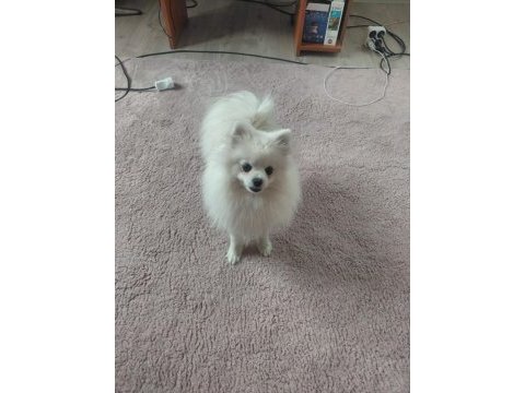 Pomeranian boo 1 yaşında