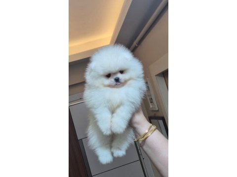 Ayıcık yüz orijinal ırk pomeranian boo
