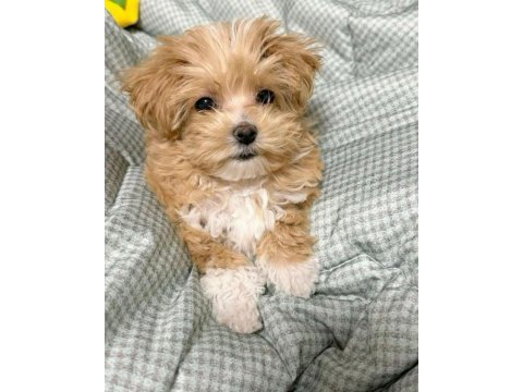 Maltipoo kg garantili yavrularımız