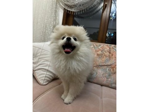 3 aylık safkan pomeranian