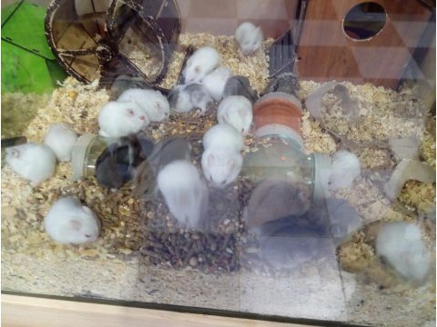 Yavru hamsterlar