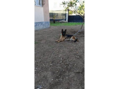 Kalite isteyenler alman kurdu