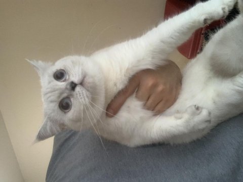 Evden show kalite safkan british shorthair kedilerim