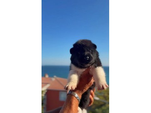 Amerikan akita yavruları