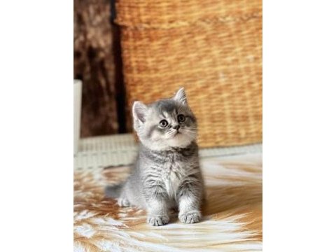 Brıtısh shorthair sılver yavrularım 