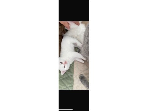 Yavru british shorthair cana yakın cins