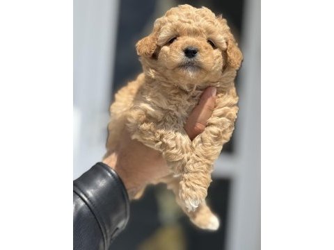 Petmode köpek çiftliğinden tea cup maltipoo