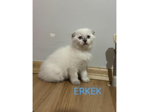 2 aylık british ve scottish bluepoint shorthair yavrular