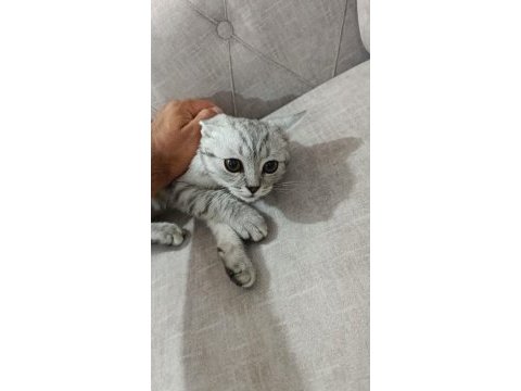 4 yavru kedimiz mevcut