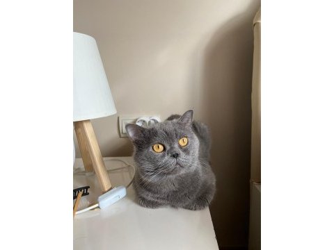Acil çok çok uyguna vereceğim british shorthair
