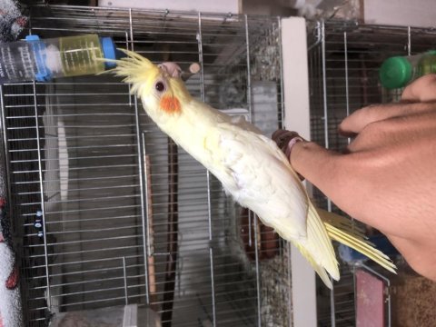 El besleme yeme düşmüş sultan papağanı yavruları