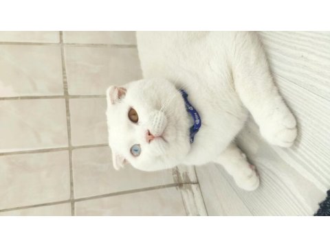 Scottish fold odd eyes