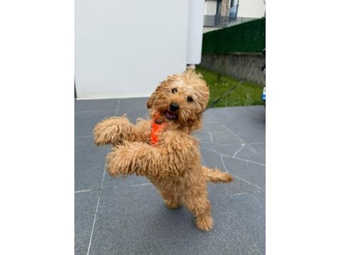 3 aylık eğitimleri tam toy poodle