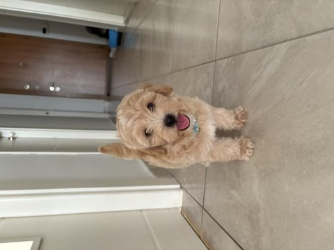 Maltipoo 3,5 aylık