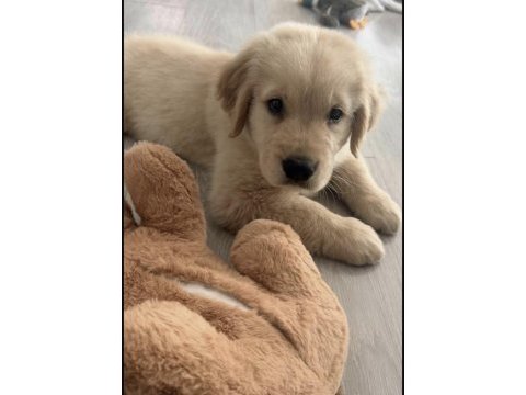 Golden retriever yavrusu